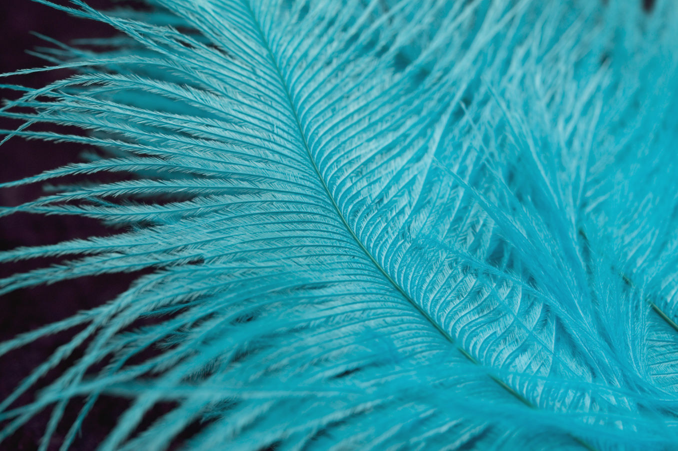 In Galesburg, it is illegal to burn bird feathers.